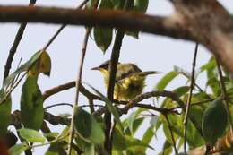 Geothlypis aequinoctialis (Gmelin & JF 1789) resmi