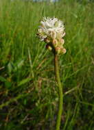 Sivun Triantha glutinosa (Michx.) Baker kuva