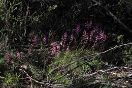 Image de Stylidium productum M. M. Hindmarsh & D. F. Blaxell