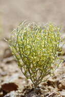 Image of birdnest buckwheat