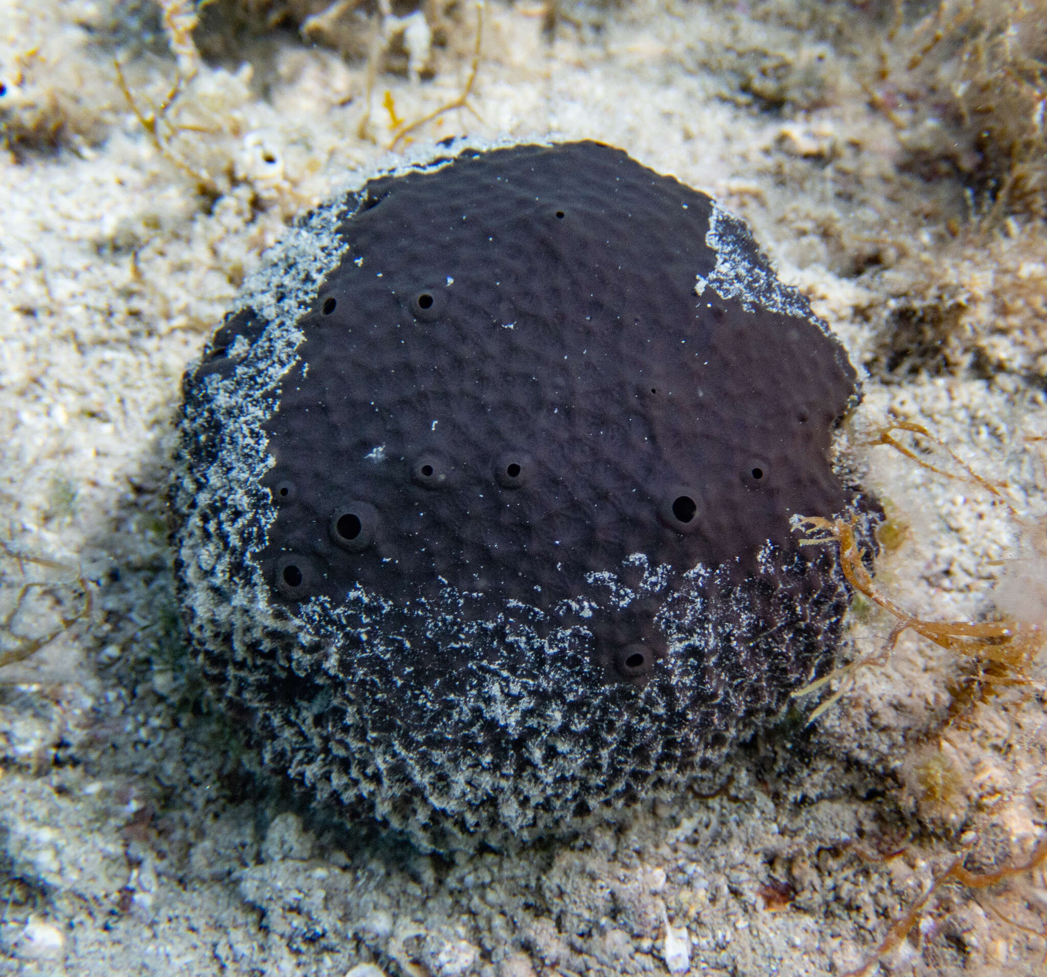 Image of black leather sponge