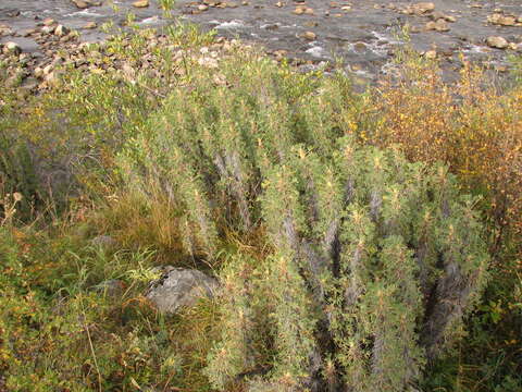 Image of Pea shrub