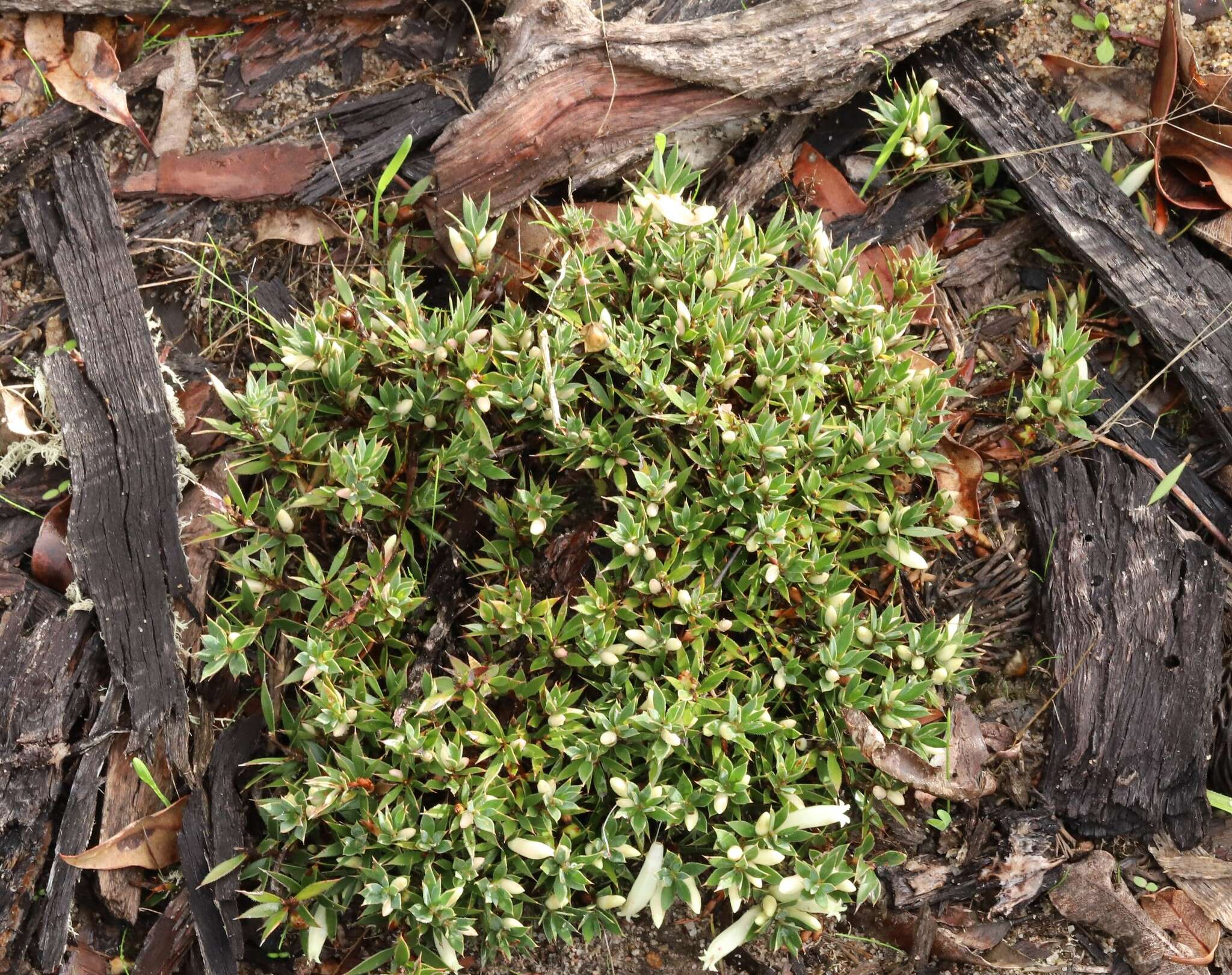 Image of Astroloma pallidum R. Br.