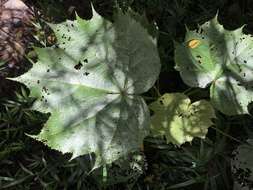 Image of Dombeya biumbellata Baker