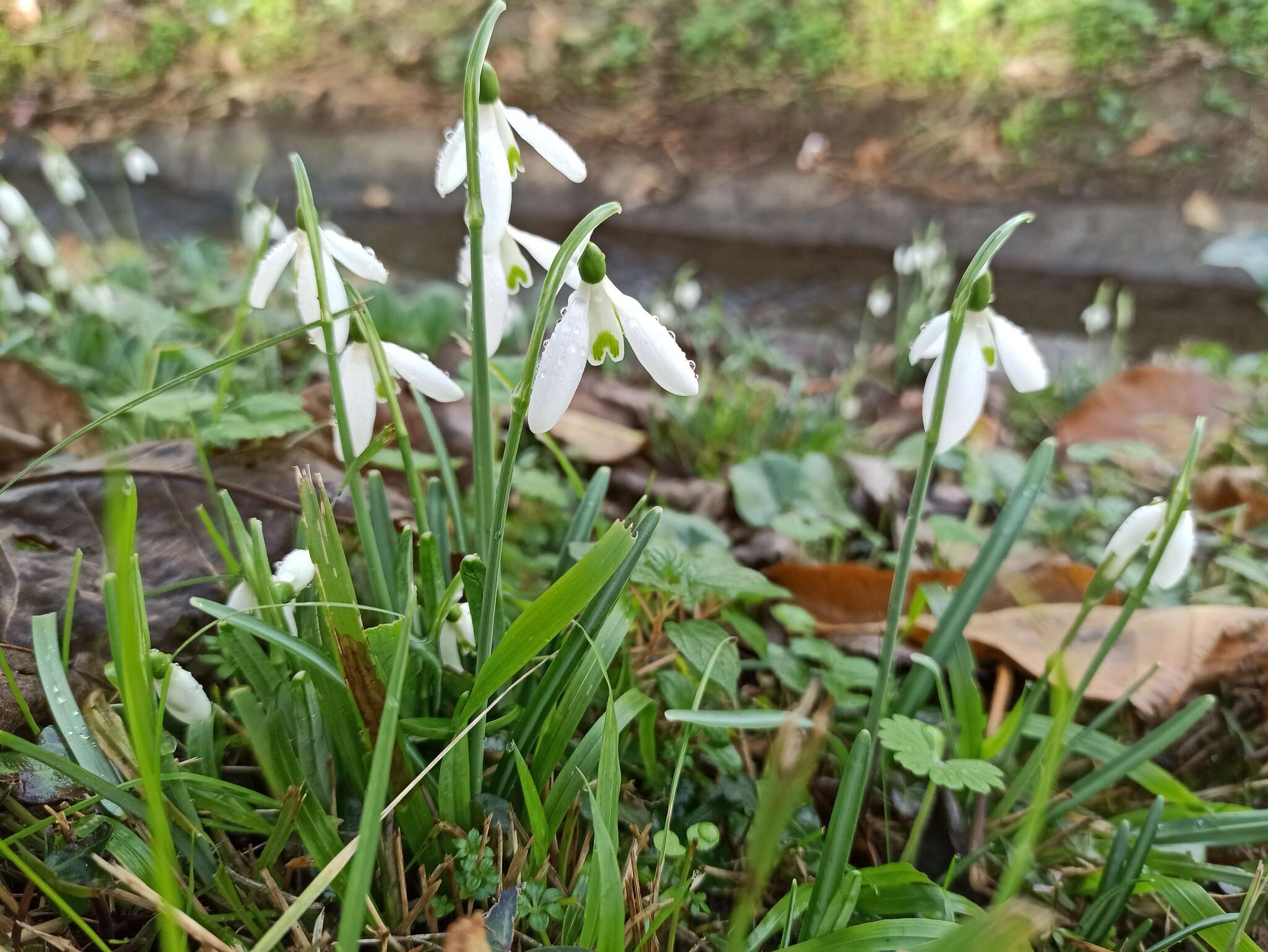 Image of Galanthus reginae-olgae Orph.