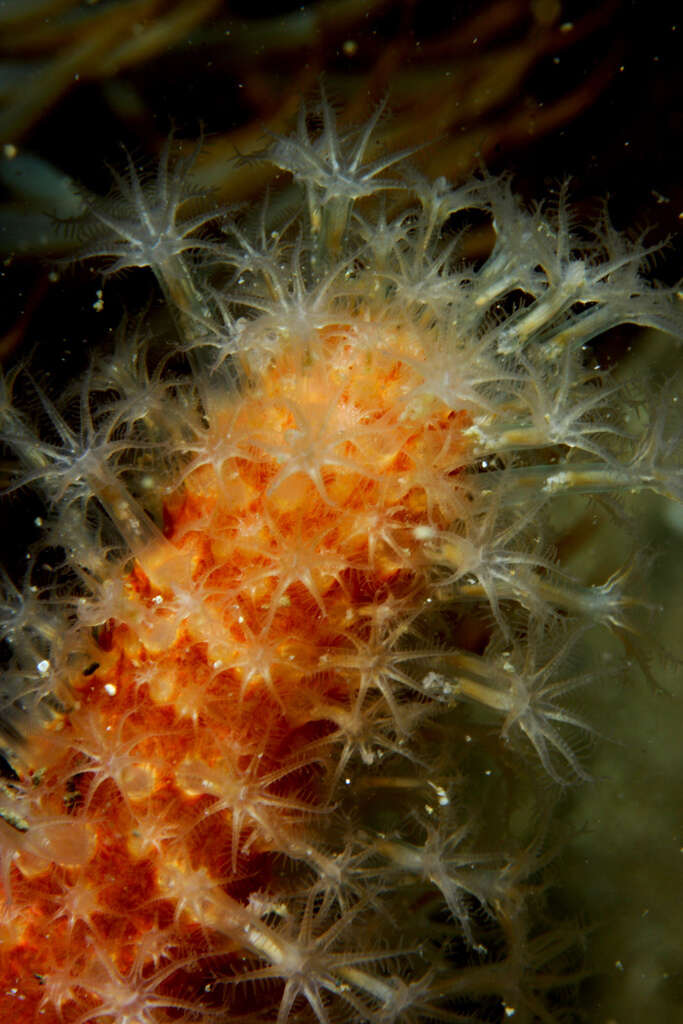 Image of Dead man’s fingers