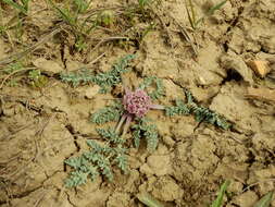 Image of bulbous springparsley