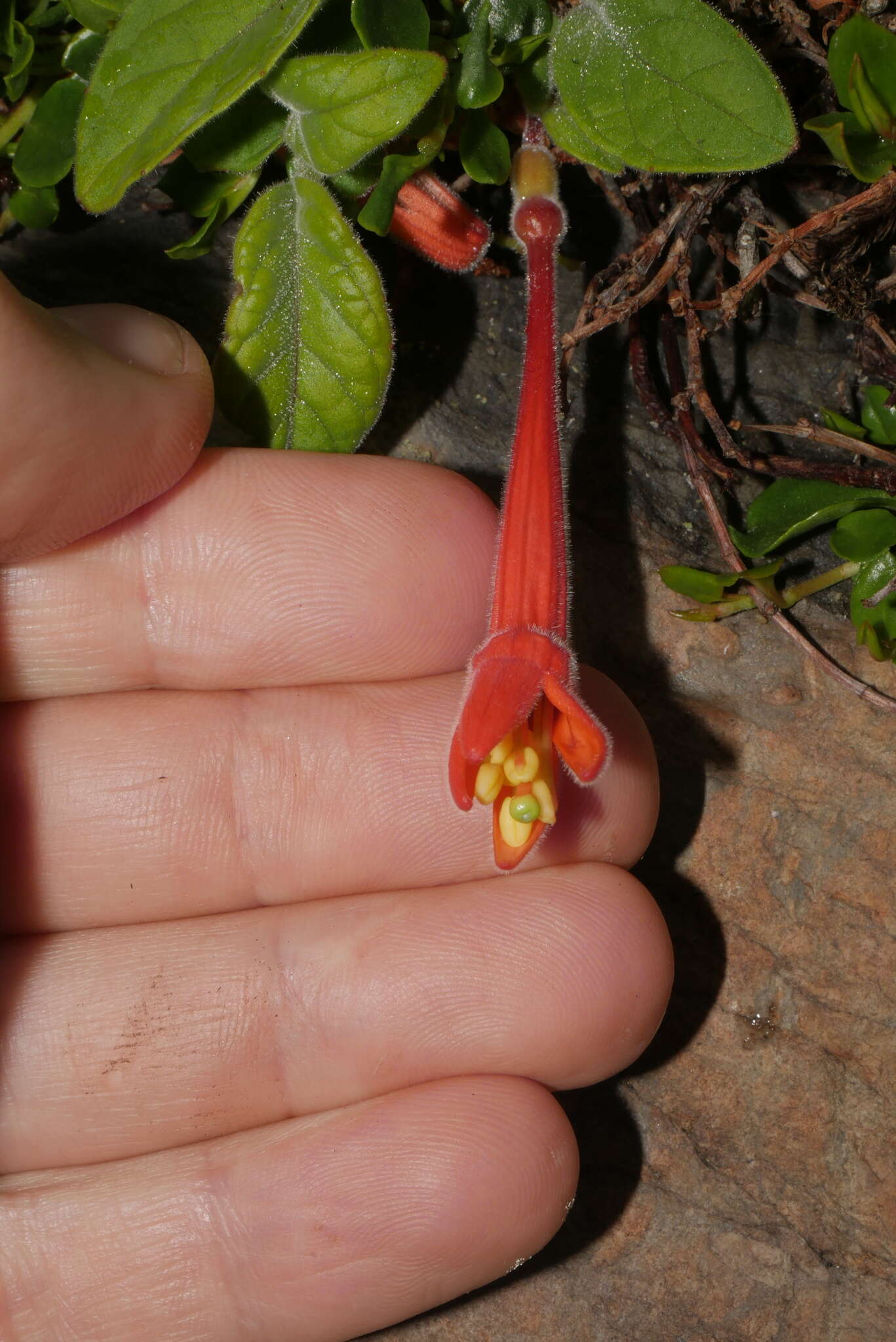 Image of Fuchsia apetala Ruiz & Pav.