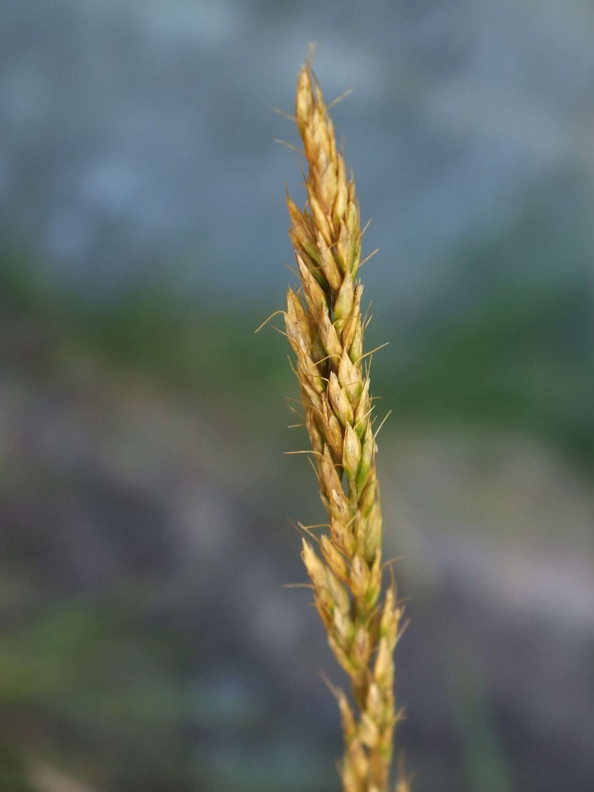 Image of Trisetum tenellum (Petrie) Allan & Zotov ex Laing & Gourlay