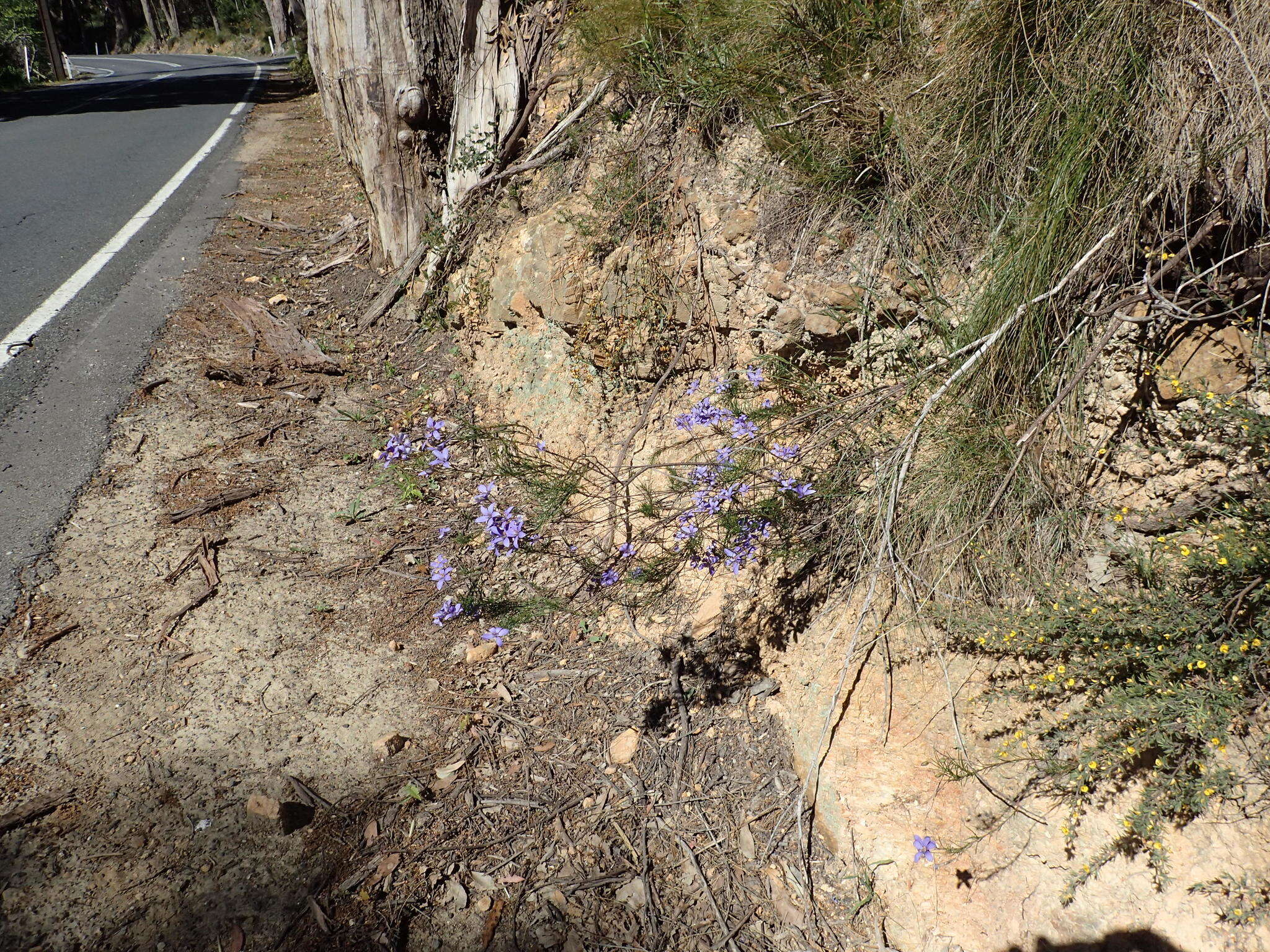 Cheiranthera alternifolia E. M. Bennett resmi