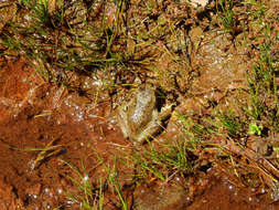 Image of Pehuenche Spiny-chest Frog