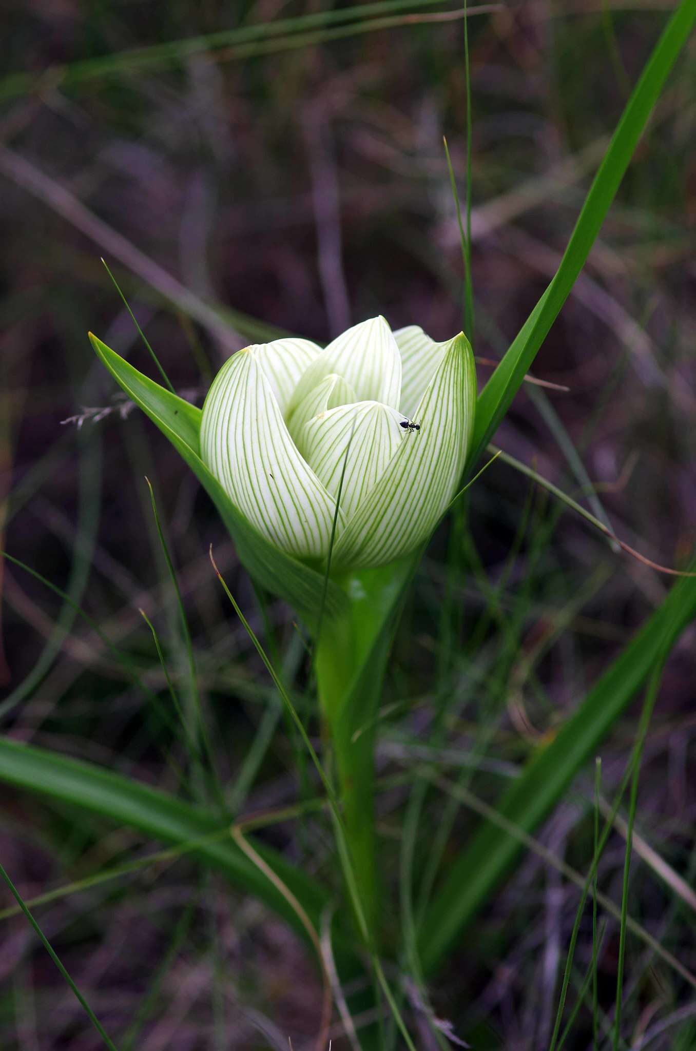 Image of African crocus