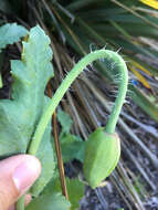 Image of opium poppy