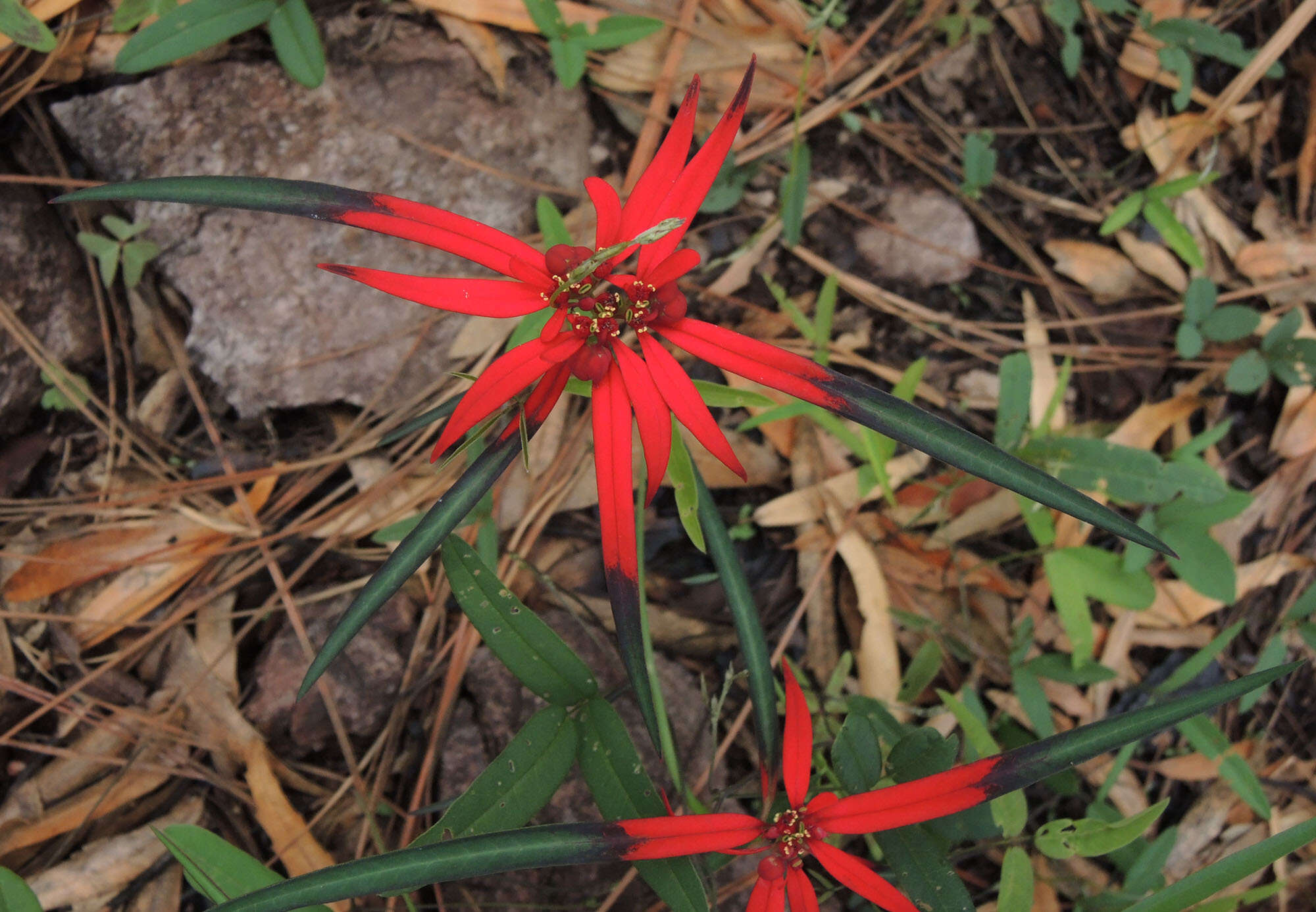 Euphorbia colorata Engelm. resmi