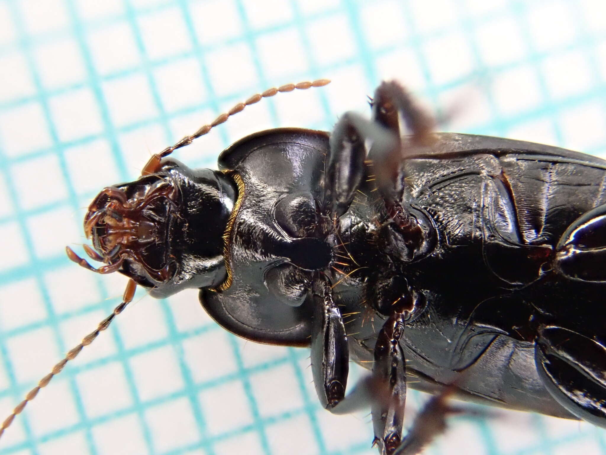 Image of Harpalus (Harpalus) serripes (Quensel ex Schönherr 1806)