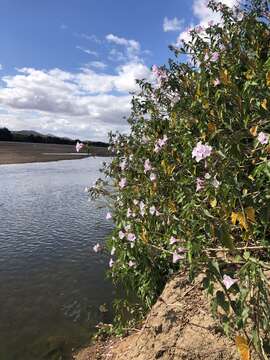 Imagem de Ipomoea carnea subsp. fistulosa (Mart. ex Choisy) D. F. Austin