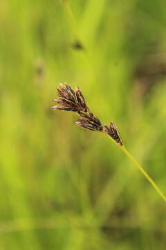 Image of Scleria flexuosa Boeckeler