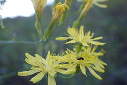 Image of Sonchus leptocephalus Cass.