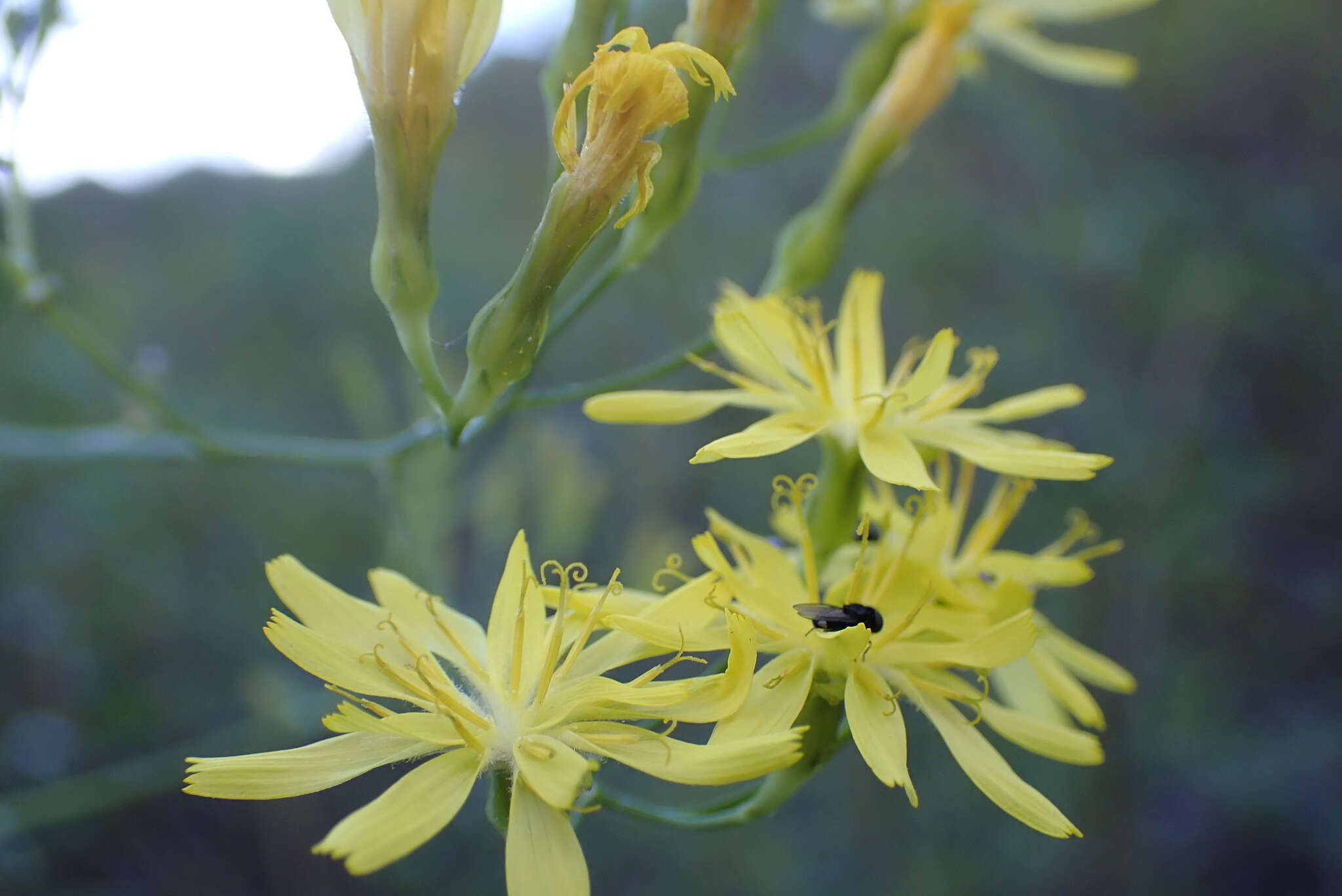 Image de Sonchus leptocephalus Cass.