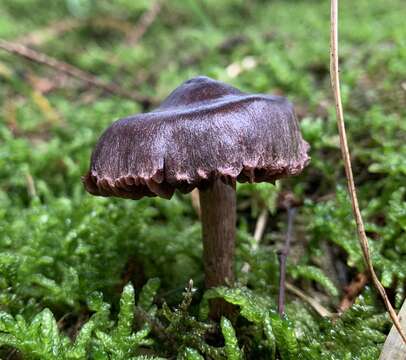 Image of Cortinarius anthracinus (Fr.) Sacc. 1887