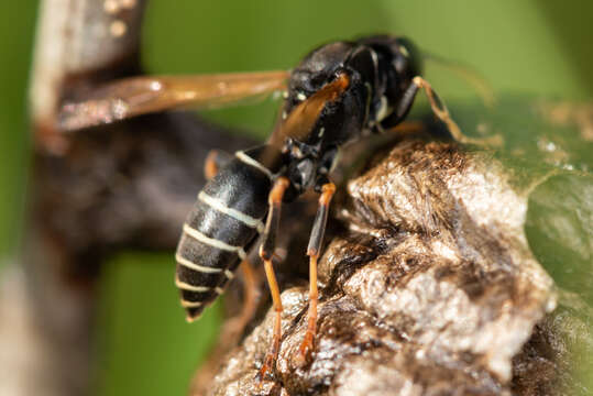 Image of Polistes riparius Sk. Yamane & Soi. Yam. 1987