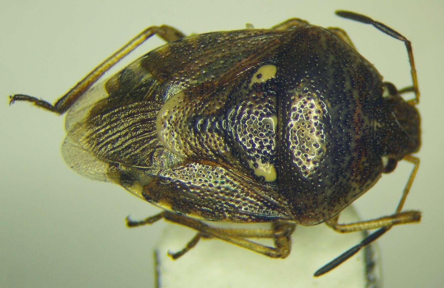 Image of <i>Stagonomus amoenus</i>