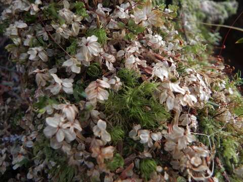 Image of rhizomnium moss