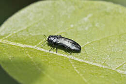 Image of Metallic wood-boring beetle