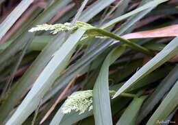 Image of Poa iridifolia Hauman