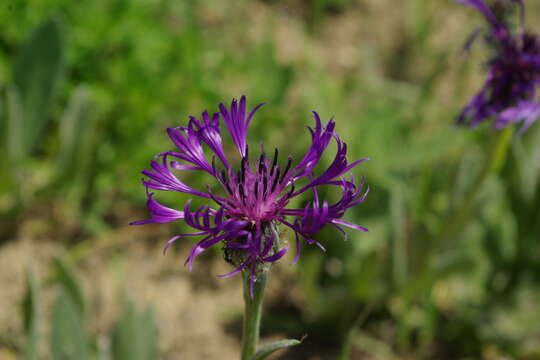 Centaurea triumfettii subsp. tanaitica (Klok.) Dostál resmi