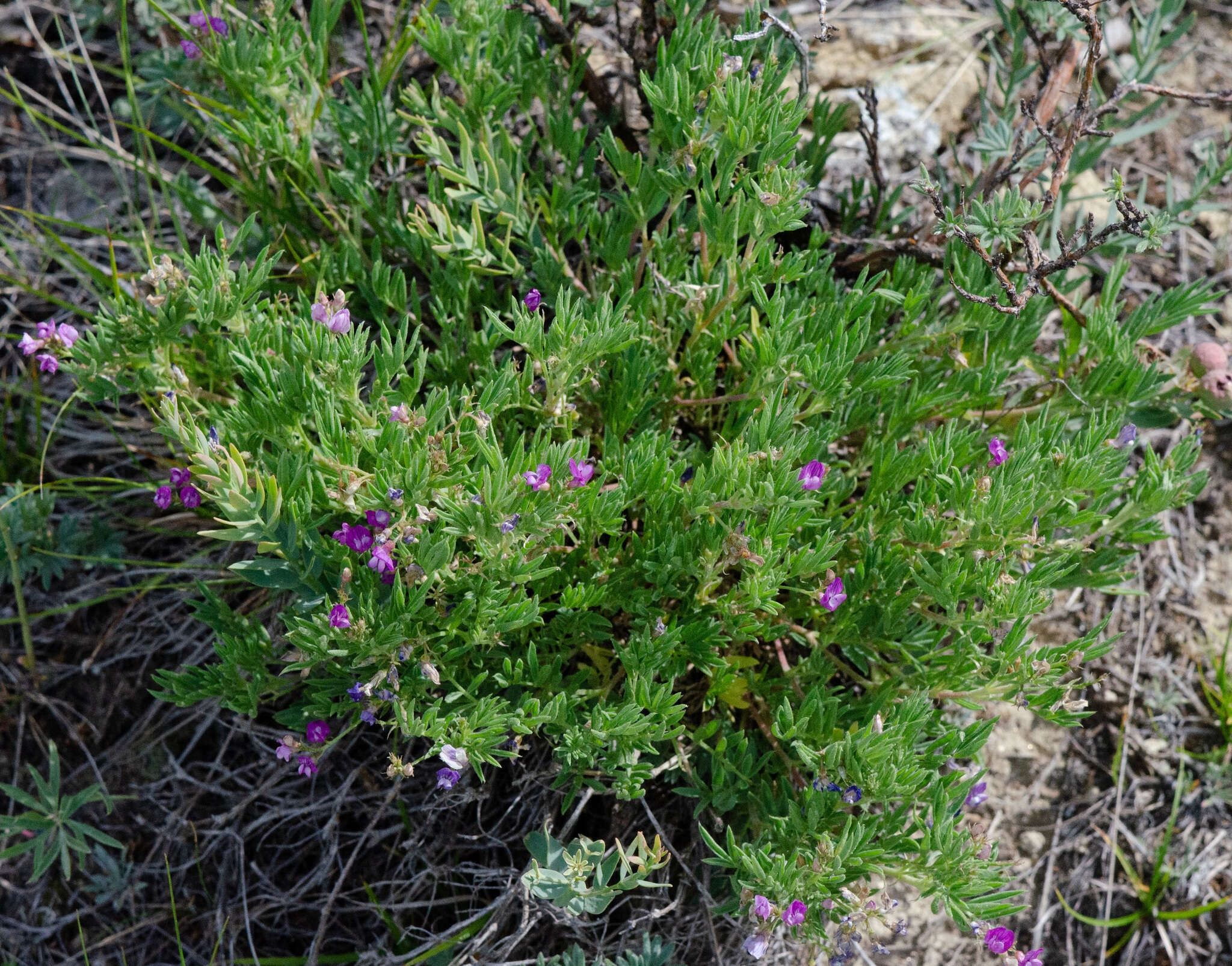 Sivun Astragalus vexilliflexus Sheldon kuva