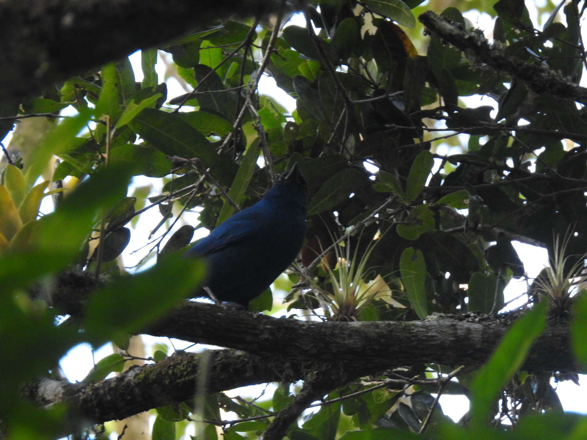 Image of Aphelocoma unicolor unicolor (Du Bus de Gisignies 1847)