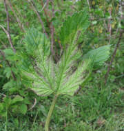 Image of Pseudoperonospora cubensis