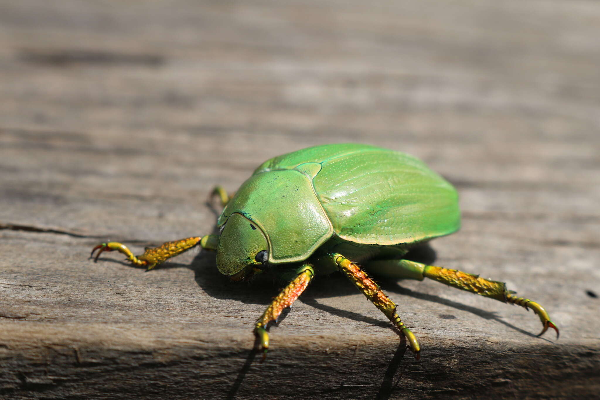 Imagem de Chrysina laniventris (Sturm 1843)