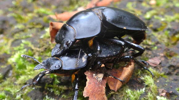 Image of Neolucanus sinicus (Saunders 1854)