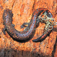 Image of Oregon Slender Salamander