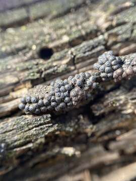 Annulohypoxylon truncatum (Starbäck) Y. M. Ju, J. D. Rogers & H. M. Hsieh 2005的圖片