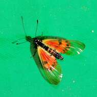 Acraea ranavalona Boisduval 1833的圖片