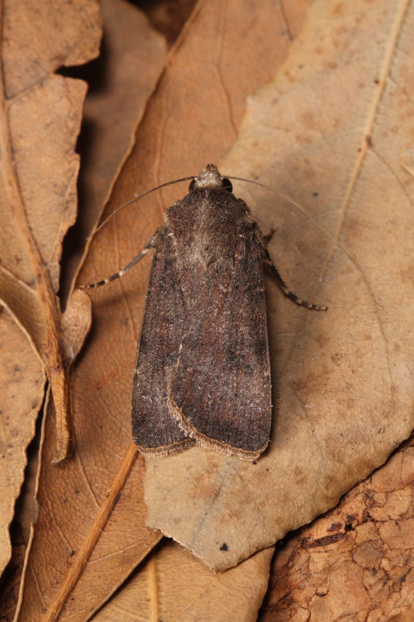 Image of Agrotis trux Hübner 1824