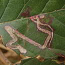 Image of Stigmella splendidissimella (Herrich-Schäffer 1855) Klimesch 1951