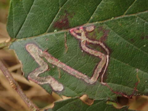 Image of Stigmella splendidissimella (Herrich-Schäffer 1855) Klimesch 1951