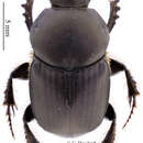 Image of Onitis pseudosetosus Ferreira 1976