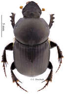 Image of Onitis pseudosetosus Ferreira 1976