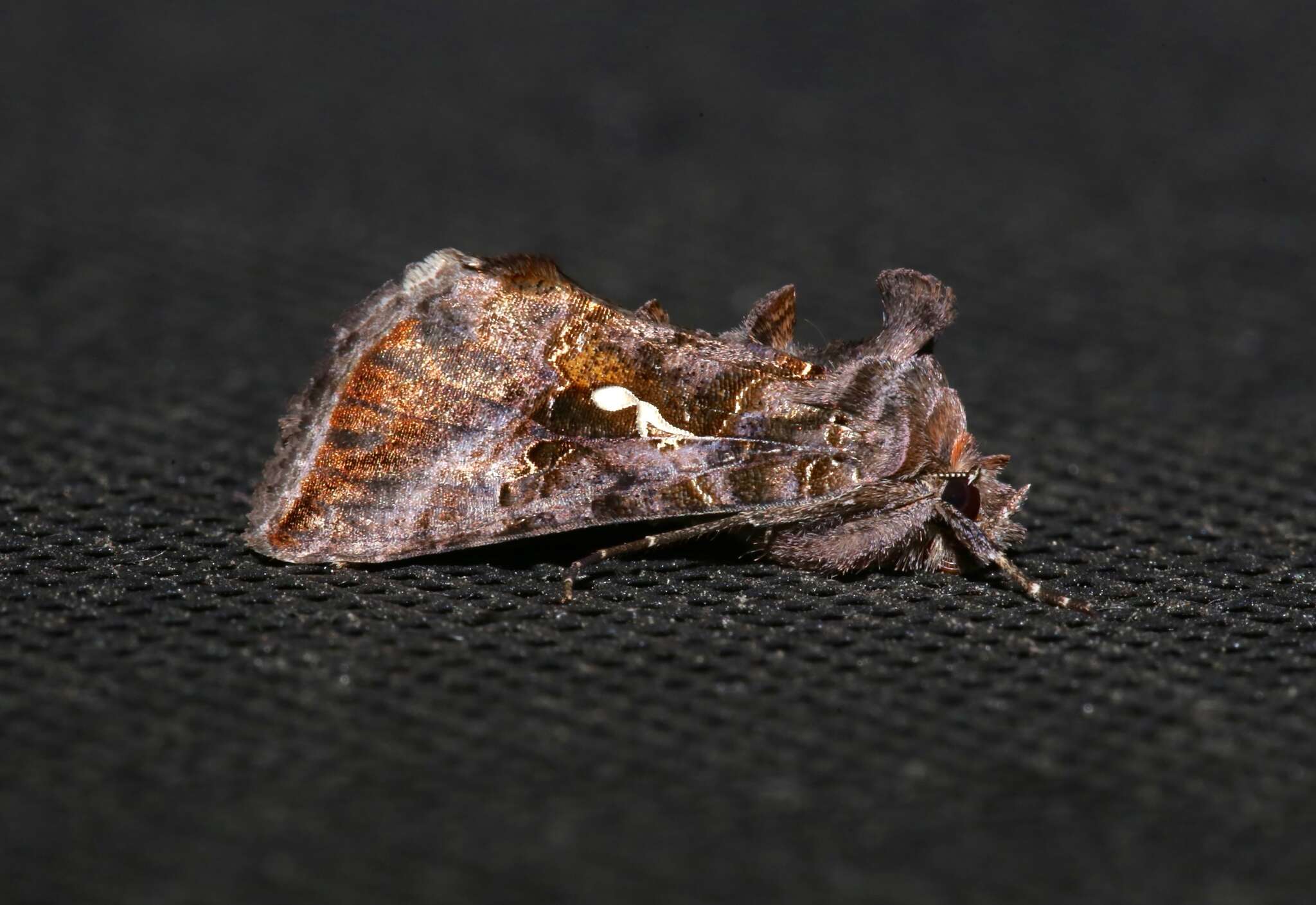 Image de Autographa precationis Guenée 1852