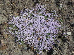 Image of Junellia micrantha (Phil.) Moldenke