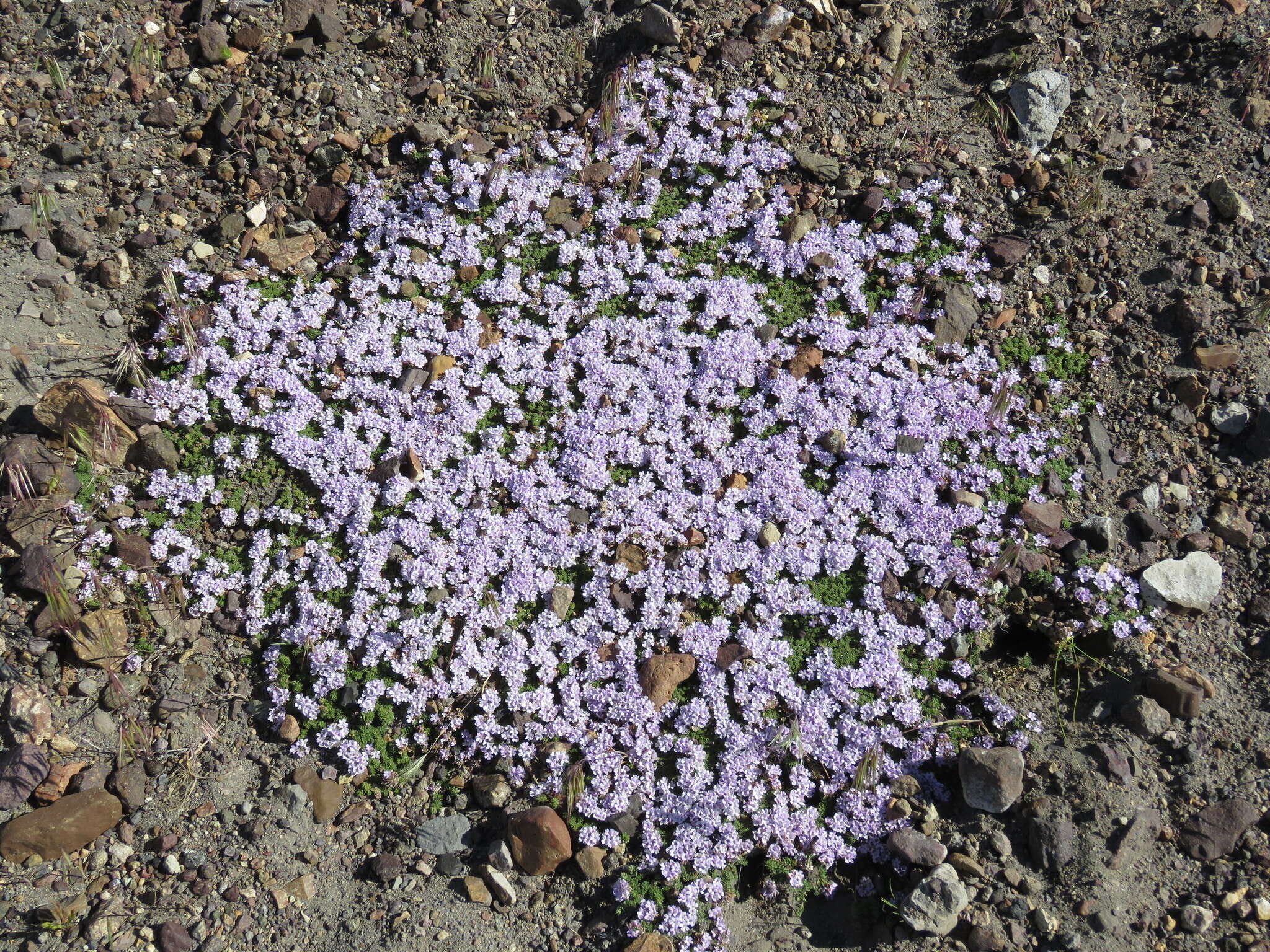 Sivun Junellia micrantha (Phil.) Moldenke kuva