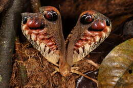 Image of Peacock katydid