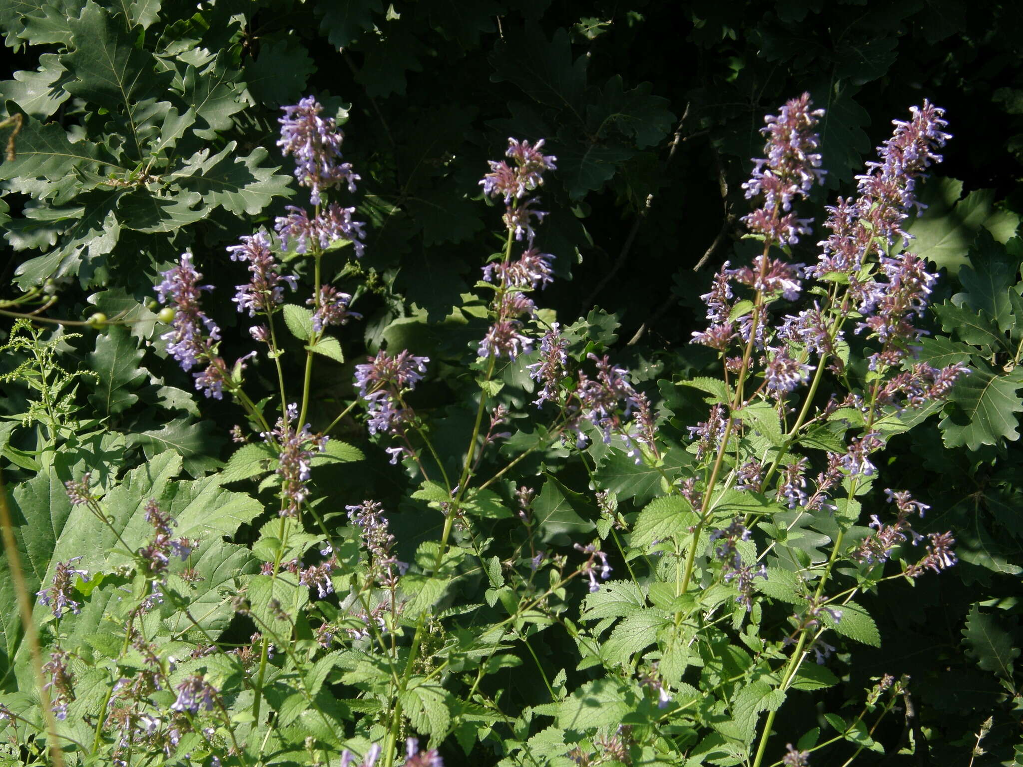 Image of Caucasus catmint