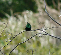 Image of Green-throated Mango