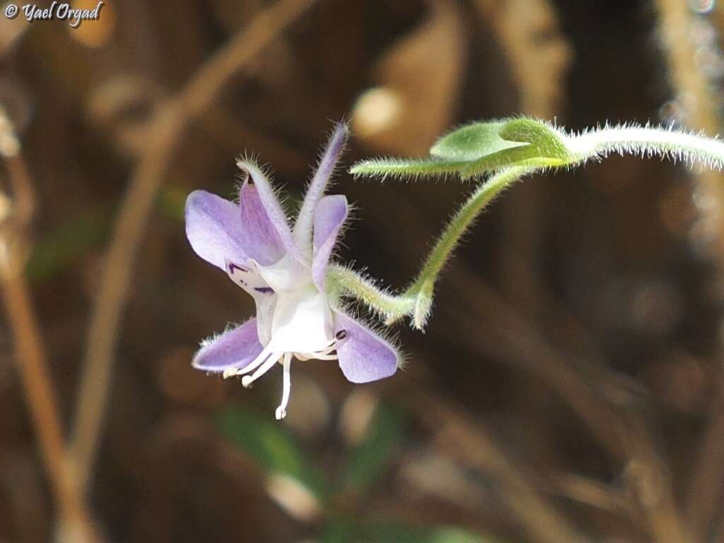 Image of Delphinium roylei Munz